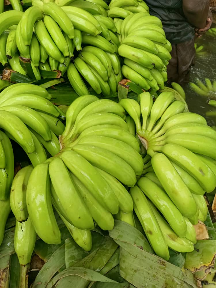 /ثلاجة إب المركزية للموز